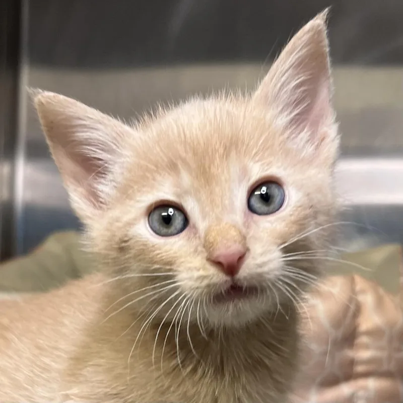 A baby small-sized male Buff / Tan / Fawn Domestic Short Hair cat named Duck for adoption in Palm Springs, CA