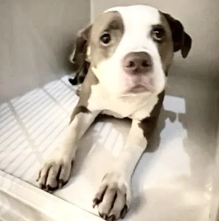 An adult medium-sized female Pit Bull Terrier dog named A for adoption in Houston, TX