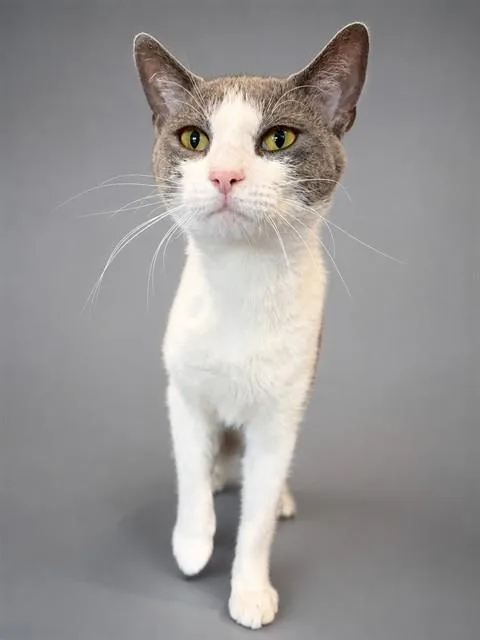 A young small-sized male Domestic Short Hair cat named Charlie for adoption in Westminster, MD