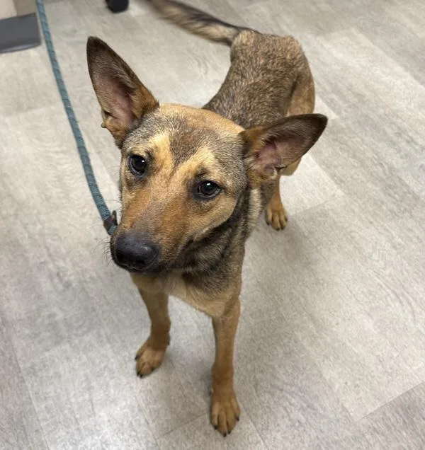 An adult small-sized female Shepherd dog named Eevee for adoption in San Diego, CA