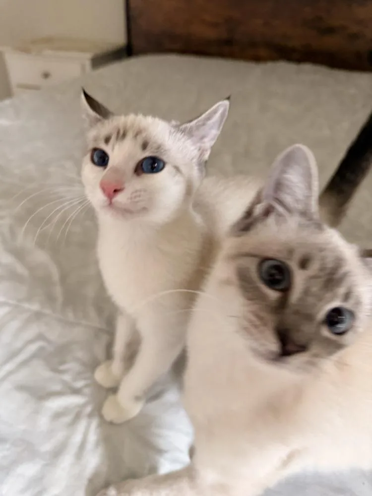 Duchess Bonfamille thumbnail 4