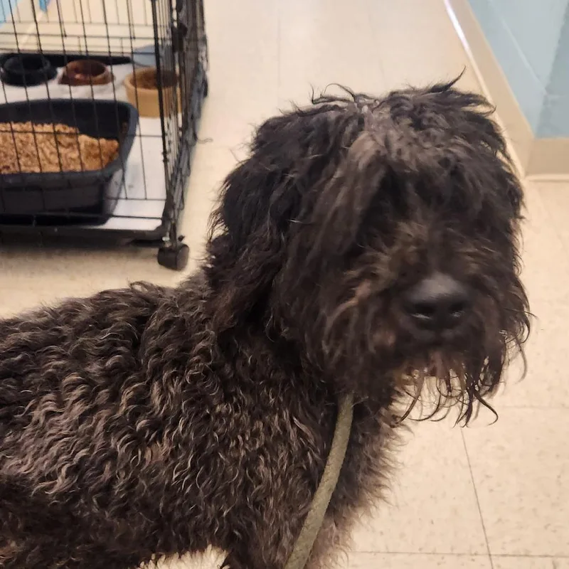 An adult medium-sized male Black Standard Poodle dog named Nate for adoption in Stanley, VA