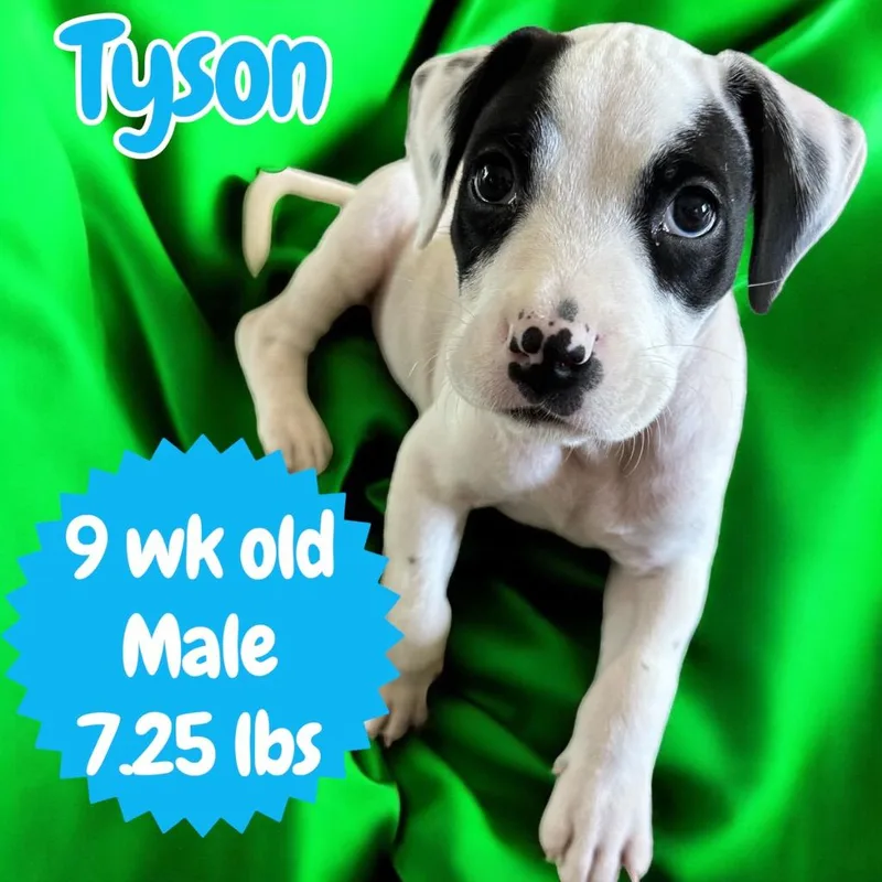 Tyson thumbnail 2
