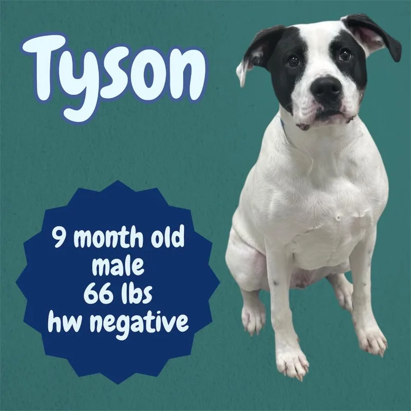 Tyson thumbnail 4