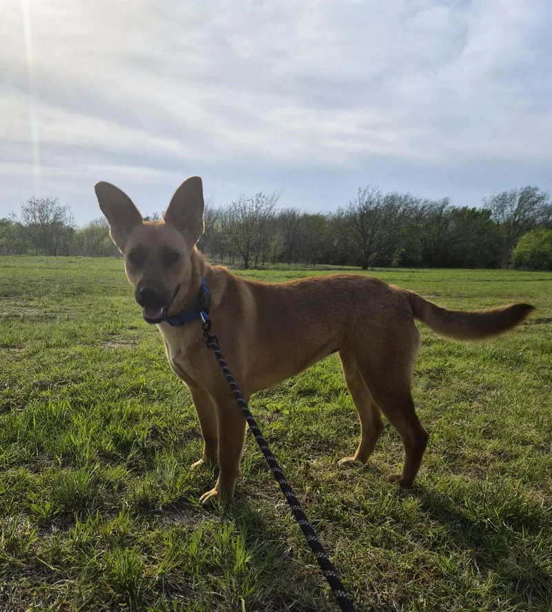 A young medium-sized female Black German Shepherd Dog dog named Annie for adoption in Bowie, TX