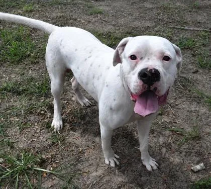 An adult large-sized male White / Cream Dogo Argentino dog named Antony for adoption in Inverness, FL