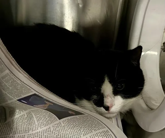 A young small-sized male Domestic Short Hair cat named Lord Clawthorne for adoption in Clinton Township, MI