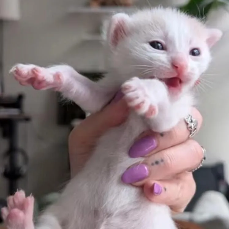 A baby medium-sized male Domestic Short Hair cat named Sumo for adoption in Haddon Heights, NJ