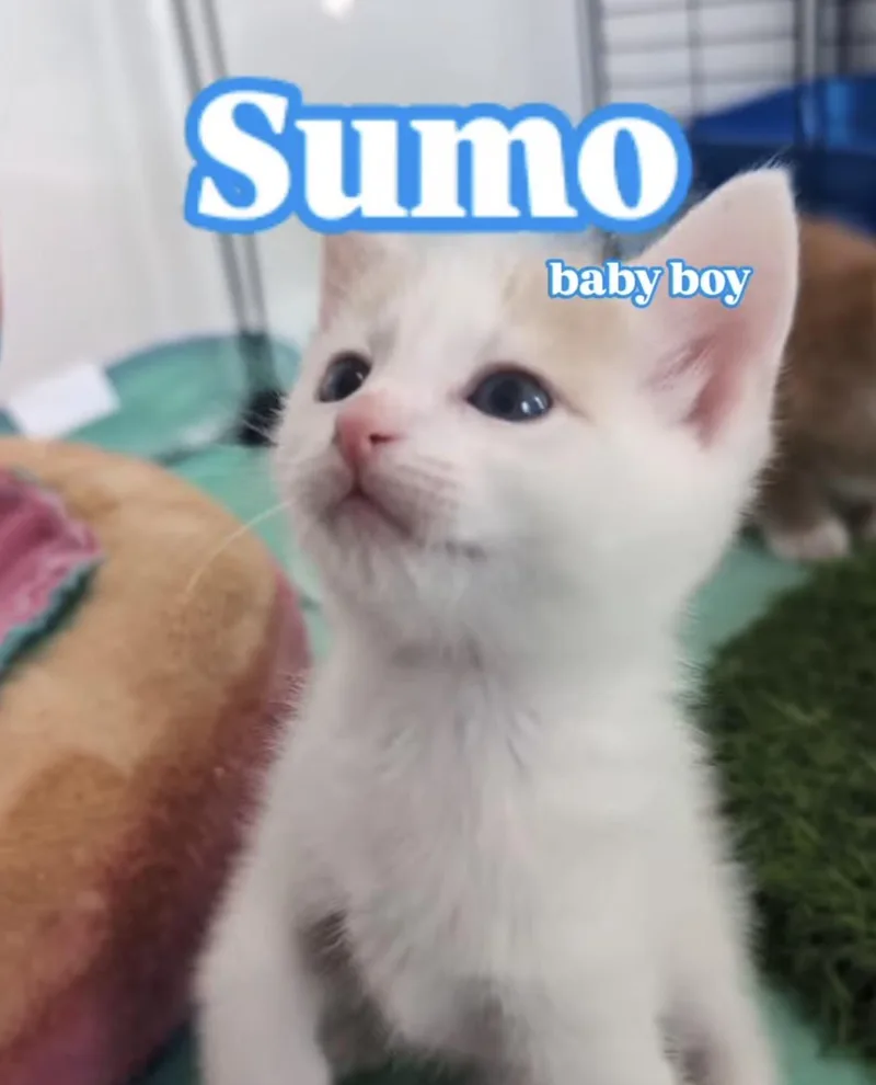 Sumo thumbnail 2
