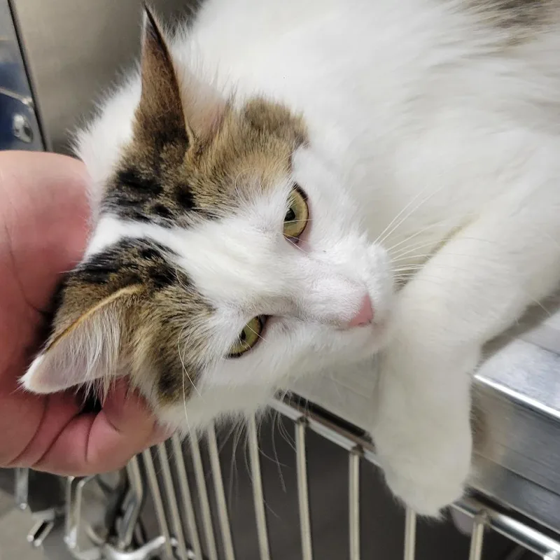 A young medium-sized female White Domestic Short Hair cat named Nunu for adoption in Albuquerque, NM