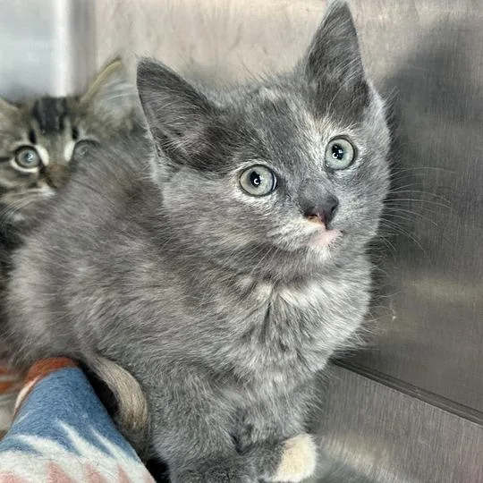 A baby small-sized female Gray / Blue / Silver Domestic Short Hair cat named Yellow for adoption in Matteson, IL