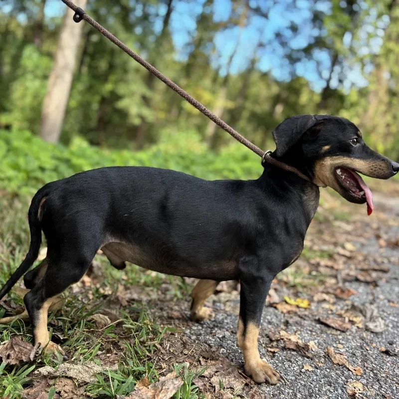 An adult small-sized male Black Dachshund dog named Juan for adoption in Alexandria, VA