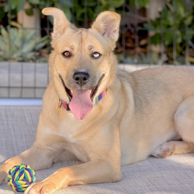 A young medium-sized female Golden Labrador Retriever dog named Honey for adoption in Santa Monica, CA