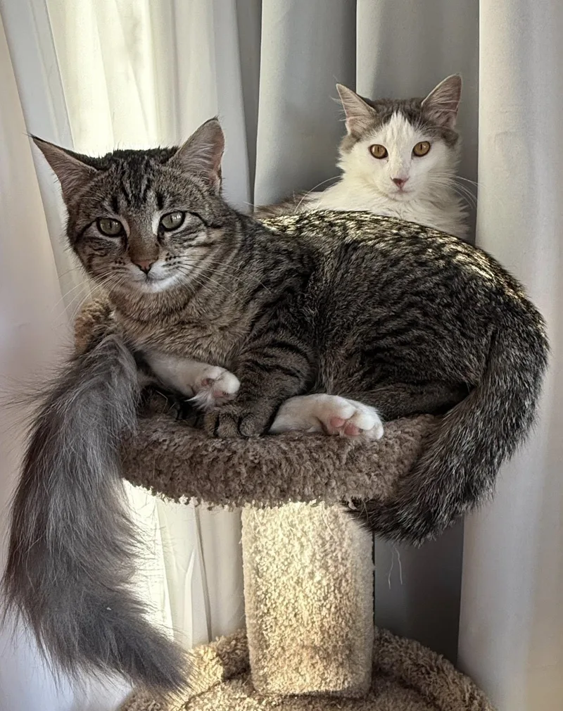 Prince William And Princess thumbnail 2