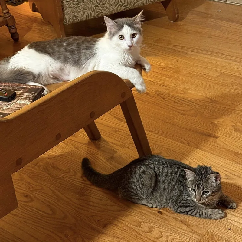 Prince William And Princess