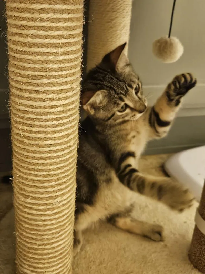 A baby small-sized male Tabby (Gray / Blue / Silver) Tabby cat named Hunter Bates for adoption in Chandler, AZ