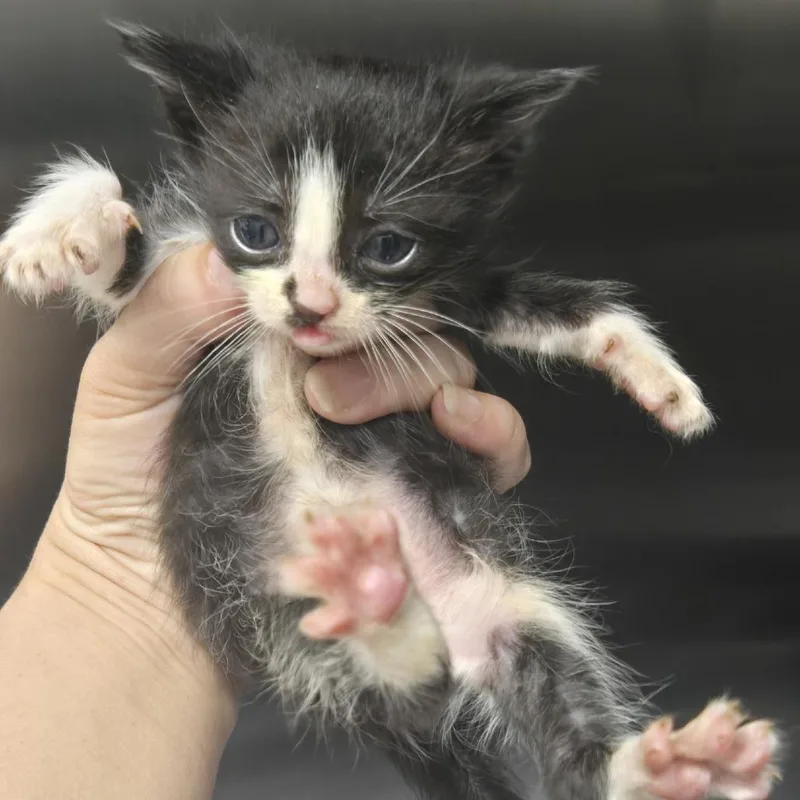 A baby small-sized female Black Domestic Short Hair cat named Purrfait for adoption in Morganton, NC