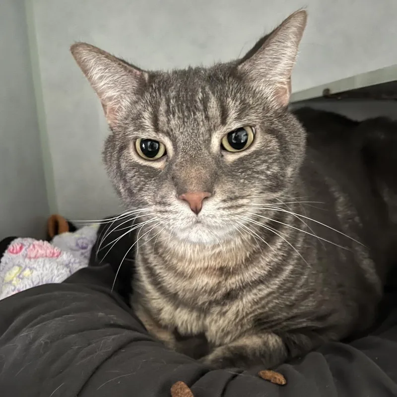 An adult small-sized male Gray / Blue / Silver Domestic Medium Hair cat named Jj for adoption in Sarasota, FL