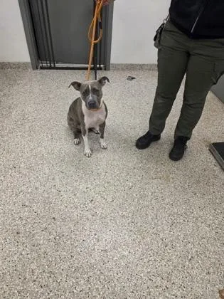 An adult medium-sized female Terrier dog named Storm for adoption in Gastonia, NC
