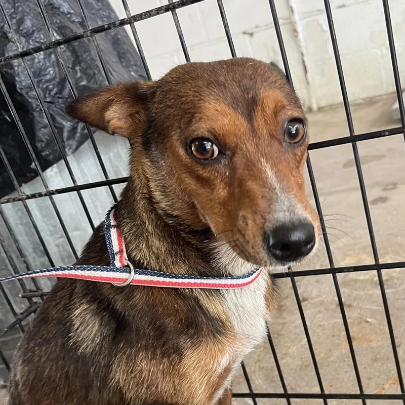 An adult small-sized female Brown / Chocolate Terrier dog named Coralie for adoption in Edinburg, TX