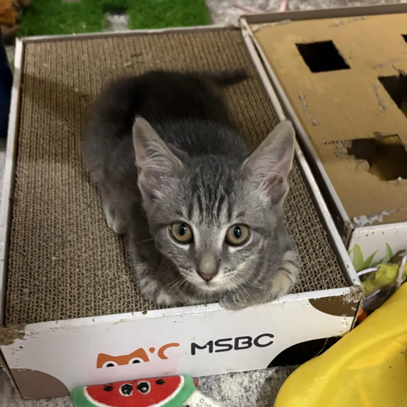 A baby small-sized female Gray / Blue / Silver Tabby cat named Barracuda for adoption in Knoxville, TN