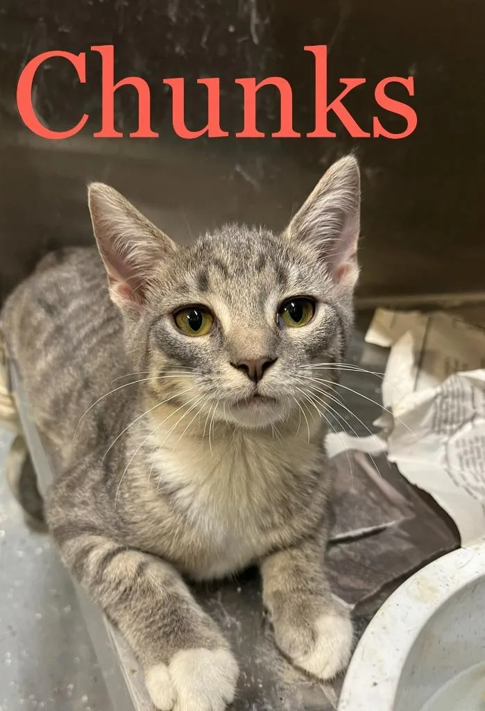 A baby small-sized male Domestic Short Hair cat named Chunks for adoption in Princeton, IN