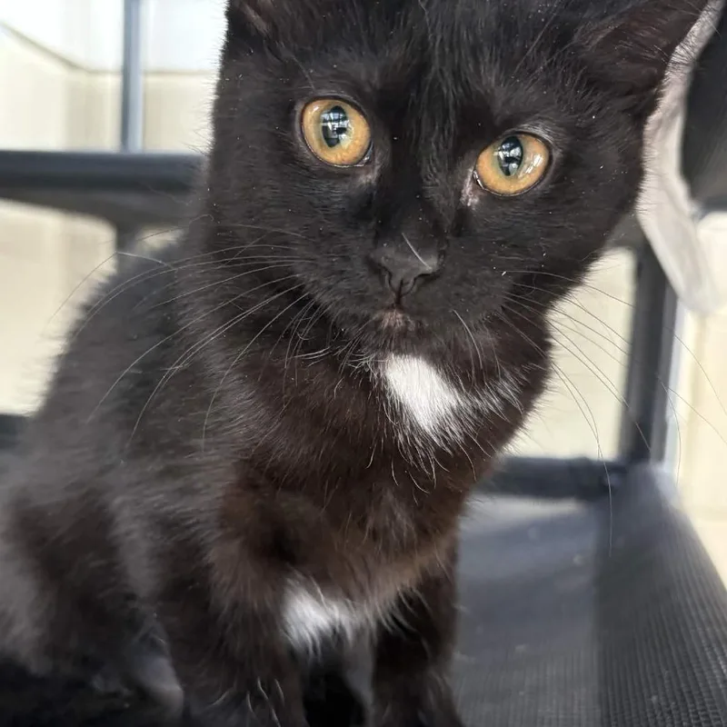 A baby small-sized female Black Domestic Short Hair cat named Candy for adoption in Gloucester, VA