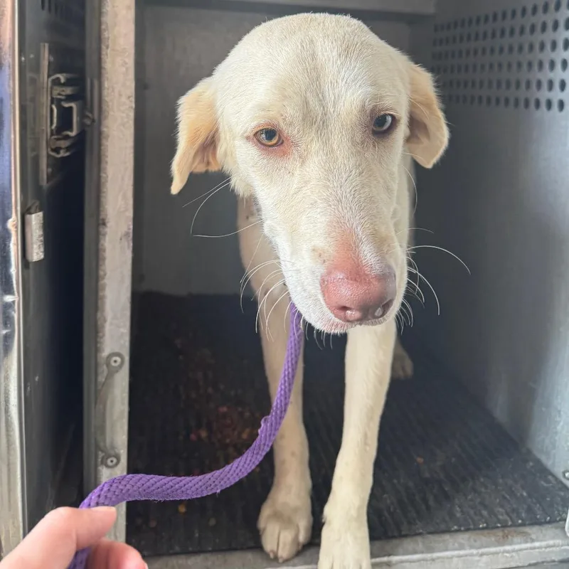 A young medium-sized female Yellow / Tan / Blond / Fawn Labrador Retriever dog named Jovie for adoption in Birmingham, AL