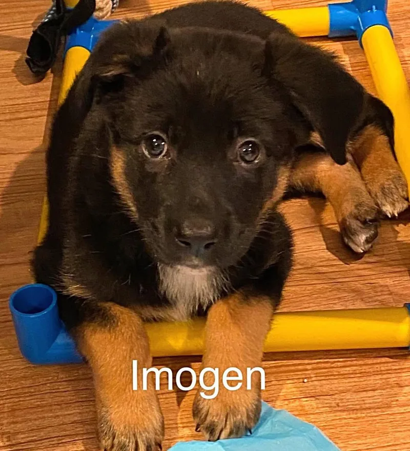 Imogene