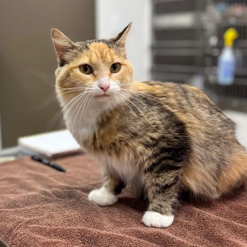 An adult medium-sized female Torbie Domestic Medium Hair cat named Honey for adoption in Nashville, IN