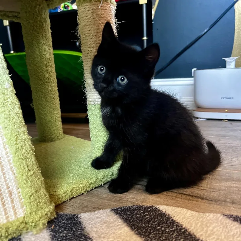A baby small-sized female Black Domestic Short Hair cat named Fantasia for adoption in Juno Beach, FL