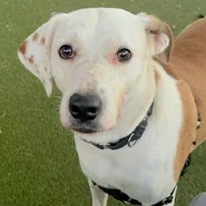 An adult medium-sized female White / Cream Labrador Retriever dog named Leelee for adoption in Austin, TX