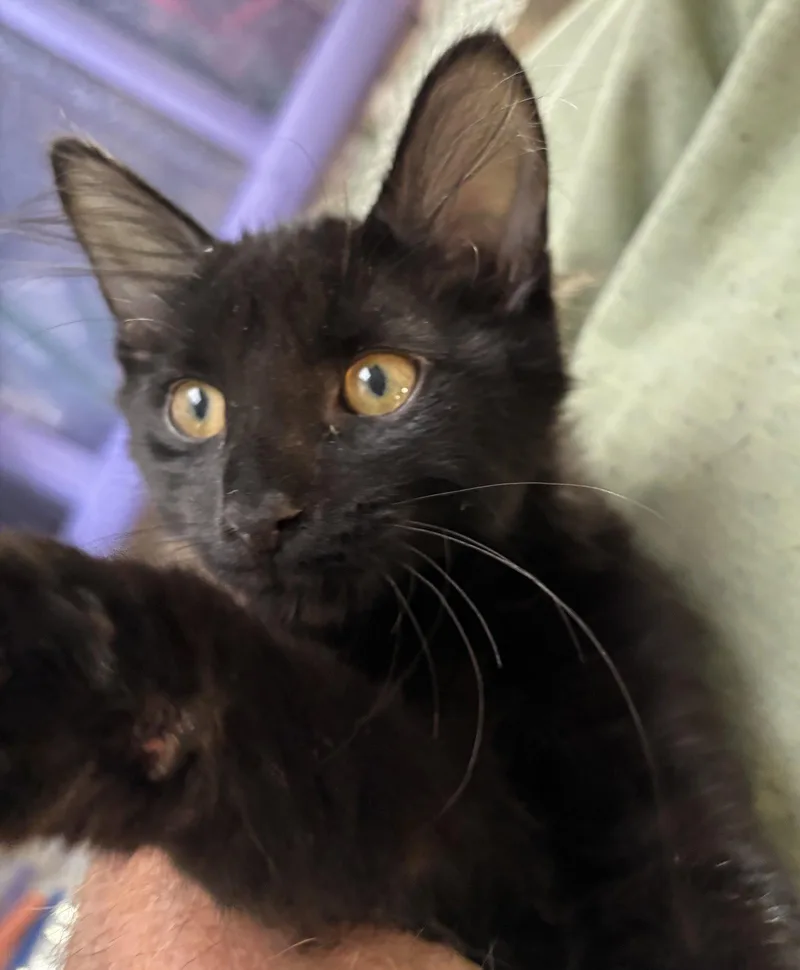 A baby medium-sized female Black Domestic Short Hair cat named Polly for adoption in Wheaton, IL