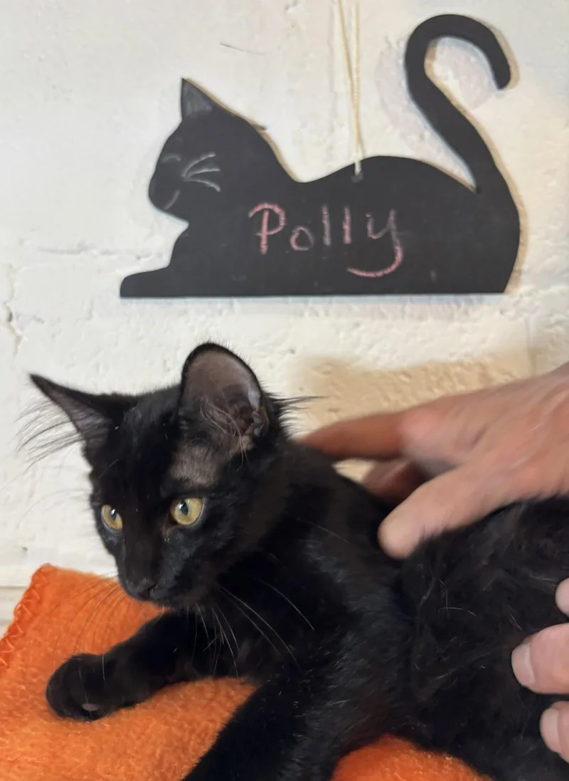 Polly thumbnail 2