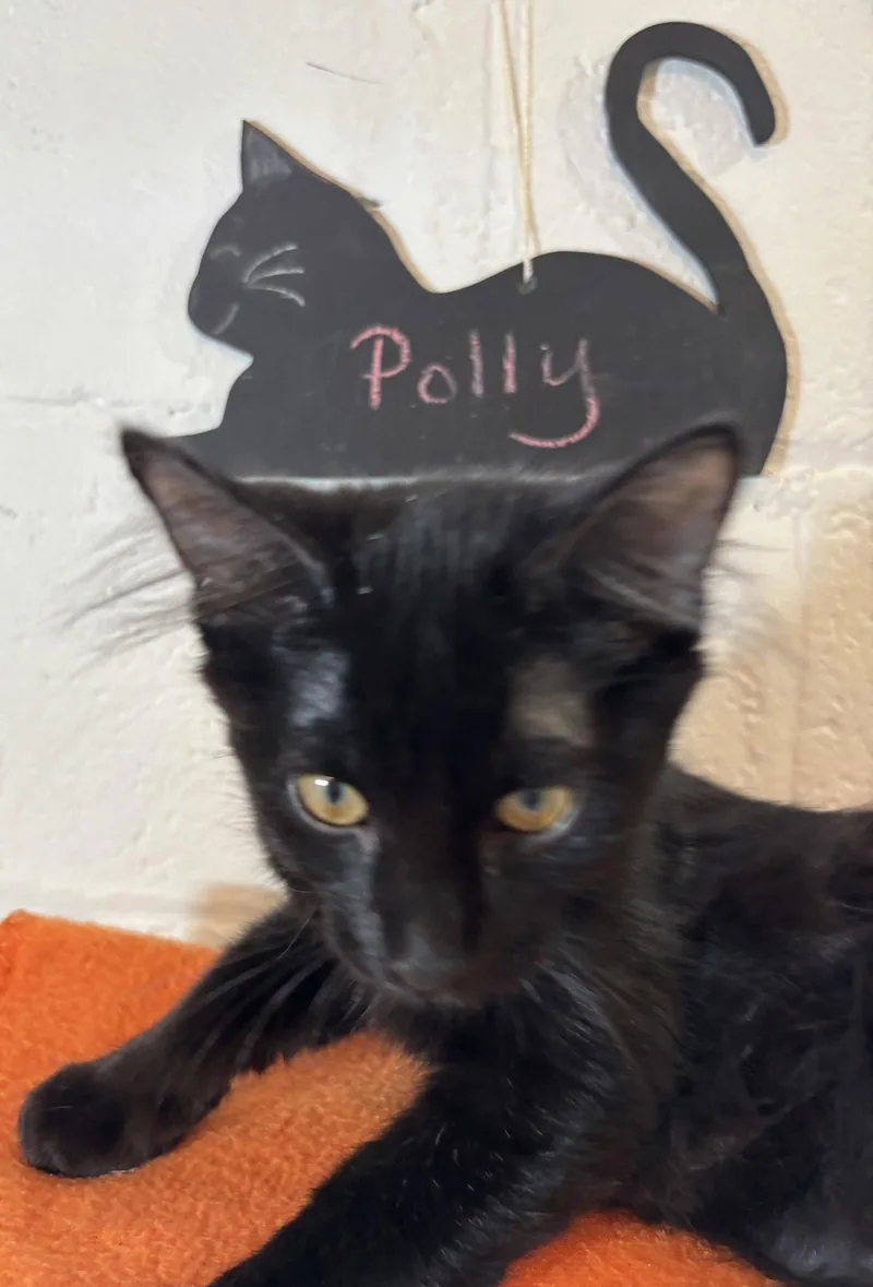 Polly thumbnail 3