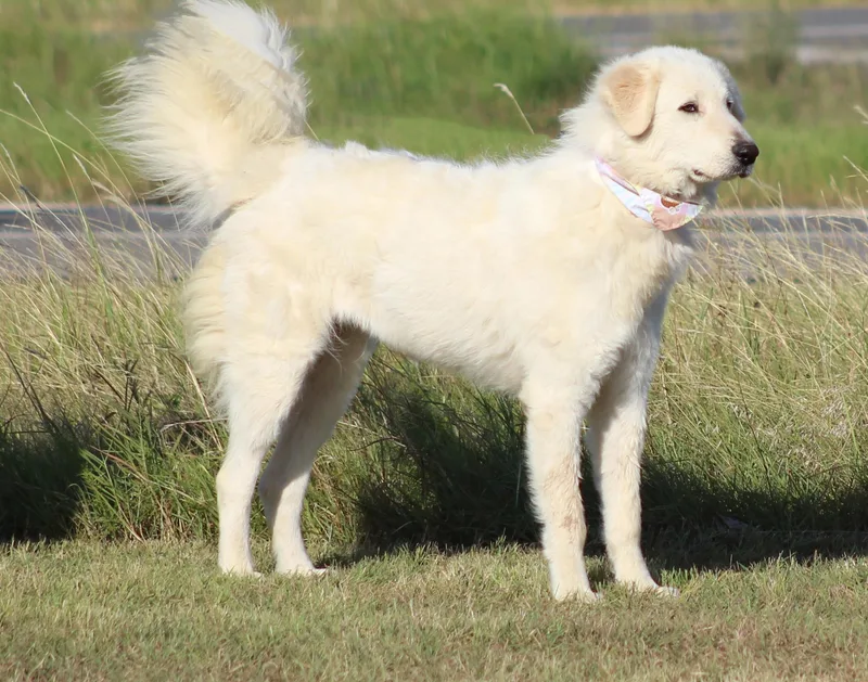 A young medium-sized female White / Cream Great Pyrenees dog named EMMALYN — She Doesnt for adoption in Houston, TX