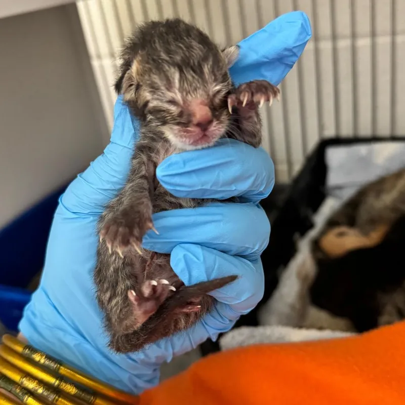 A baby small-sized female Brown / Chocolate Domestic Short Hair cat named Peep for adoption in Auburn, AL
