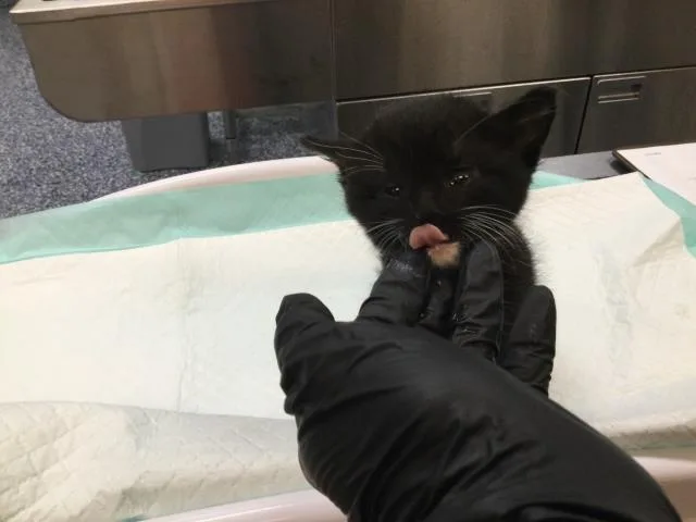 A baby small-sized male Domestic Short Hair cat named Owl for adoption in Thousand Palms, CA