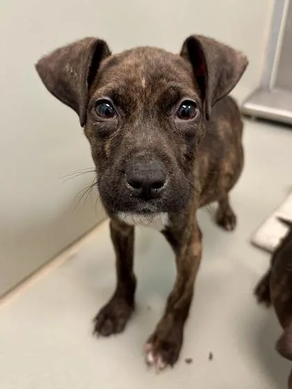 A baby large-sized female Brown / Chocolate Mixed Breed dog named Arbys for adoption in Wichita, KS