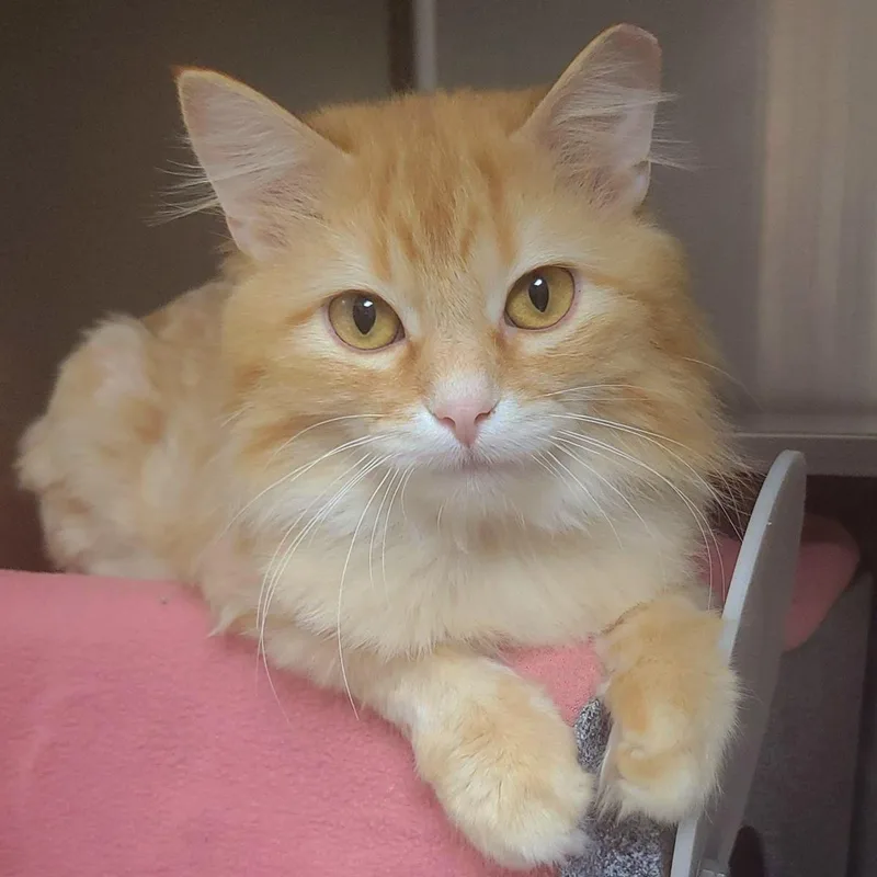 An adult medium-sized male Orange / Red Domestic Long Hair cat named Redtail for adoption in Plover, WI