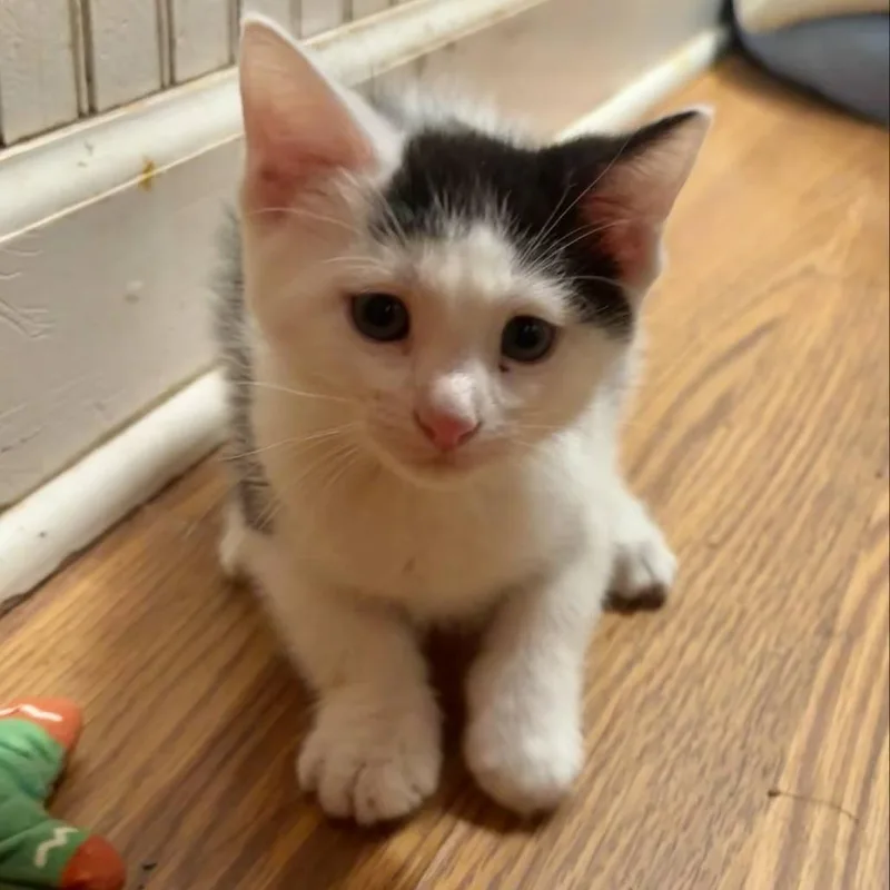 A baby small-sized female White Domestic Short Hair cat named Fiona for adoption in DeKalb, IL