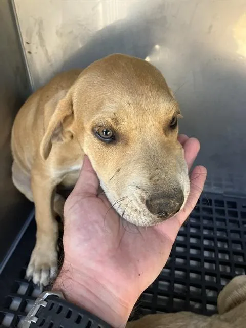 A baby large-sized male Mixed Breed dog named Max for adoption in Dallas, TX