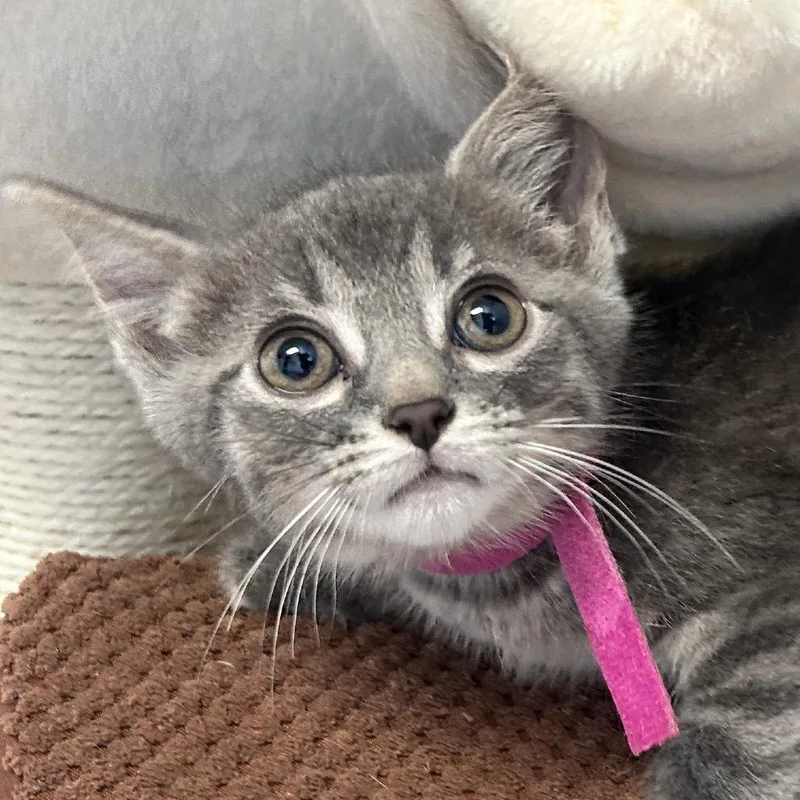 A baby small-sized female Gray / Blue / Silver Domestic Short Hair cat named Cheryl Mason for adoption in Uniontown, PA