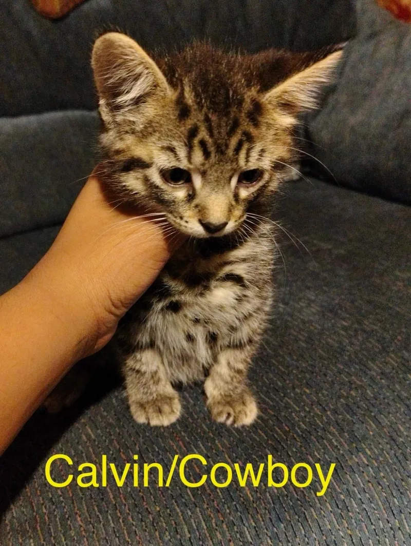 Calvin Aka Cowboy