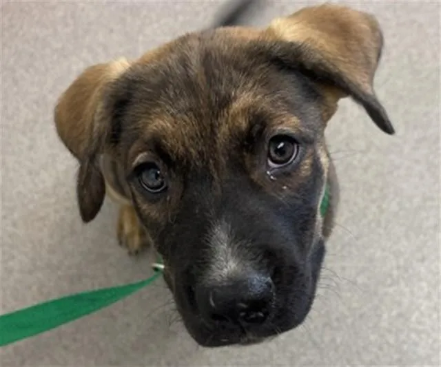 A baby small-sized female Pit Bull Terrier dog named Hazel for adoption in San Bernardino, CA