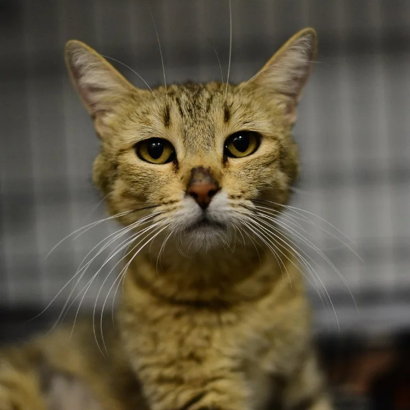 An adult medium-sized female Brown / Chocolate Domestic Short Hair cat named Bonita for adoption in Idaho Falls, ID