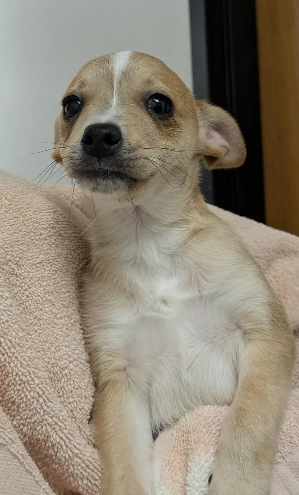 Caterpillar thumbnail 2