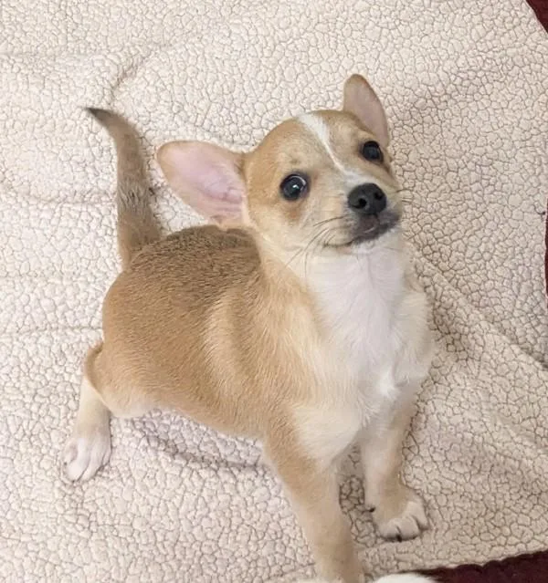 Caterpillar thumbnail 3