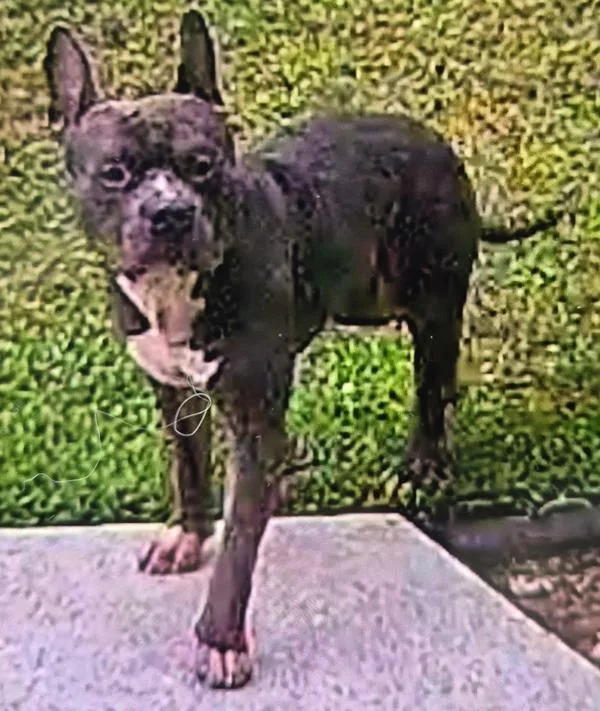 An adult medium-sized male Pit Bull Terrier dog named Icc Brutus for adoption in Lawrenceville, GA