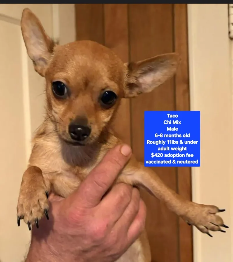 Taco